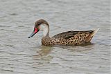 White-cheeked Pintailborder=